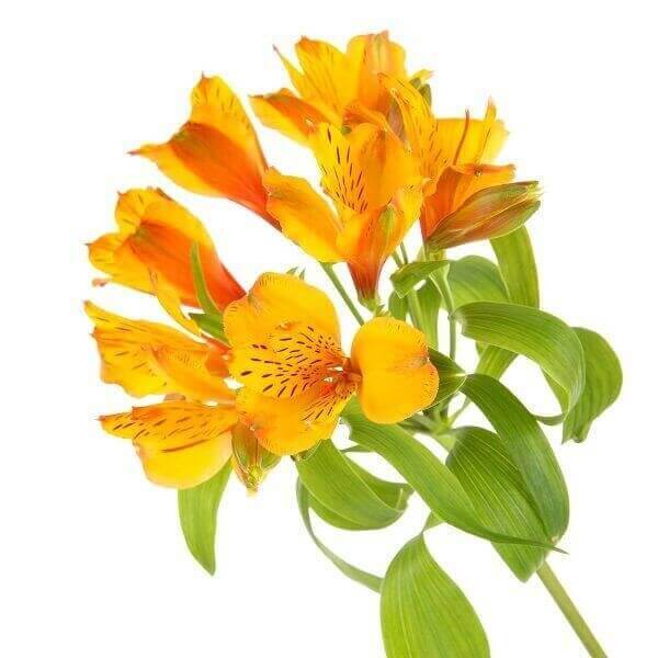 Oranžinė alstromerija skinta gėlė