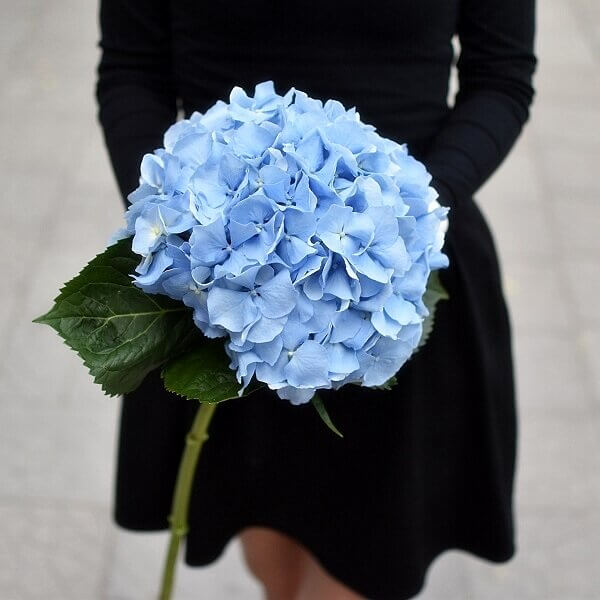 Gėlės draugei mėlyna hortenzija