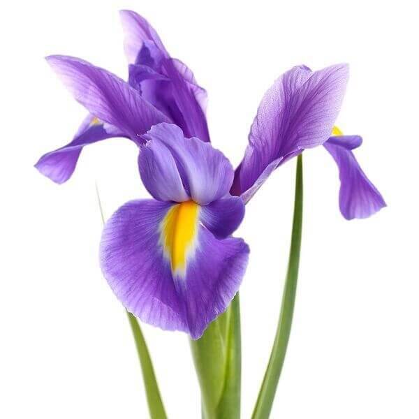 Irisai skintos gėlės