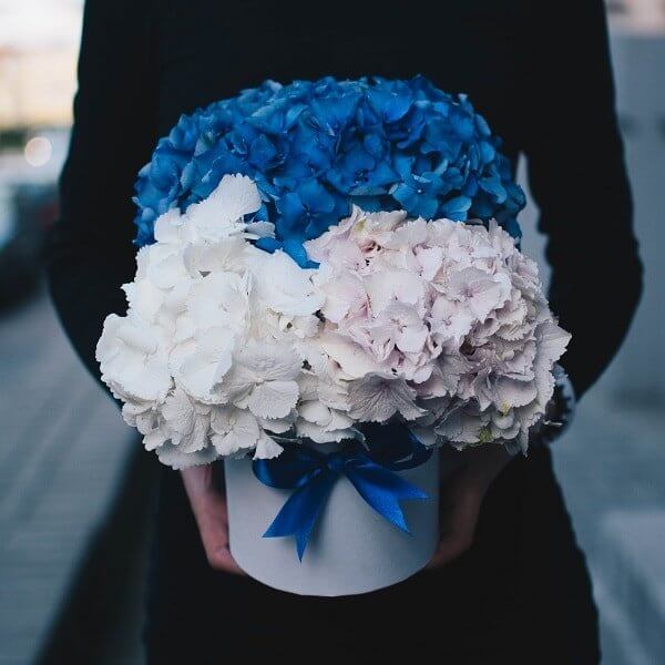 Different colors of the hydrangea box
