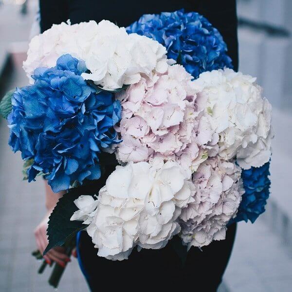 Bouquet of colorful hydrangeas