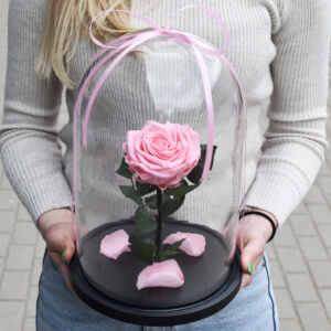 stabilizuotos gėlės po stiklu rožinės rožės merginai