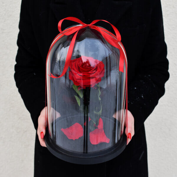 Raudonos spalvos stabilizuota rožė po stiklu