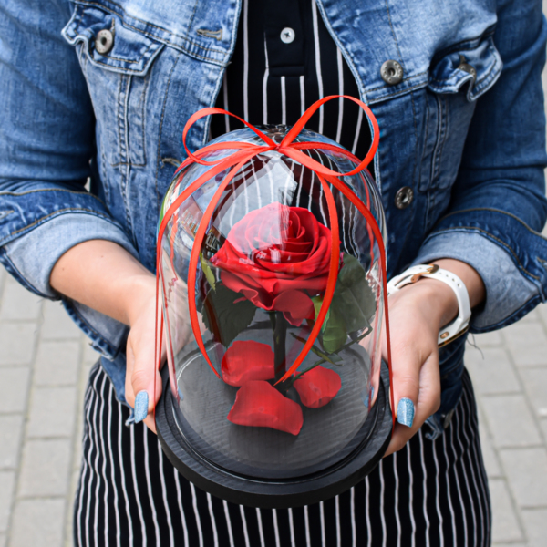 Maža stabilizuota raudona rožė po stikliniu kupolu dovanos moterims