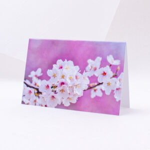 Postcard for various occasions cherry blossoms