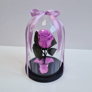 Mieganti maža ryškiai violetinė rožė po stiklu