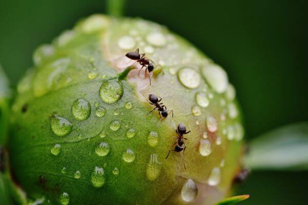 skruzdėlės ant lašeliais nusėto bijūno pumpuro