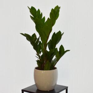 Kambariniai augalai pinigų medis su keramikiniu vazonu
